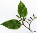 SpeciesSub: subsp. arguta
